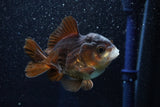 Short Body Thai Oranda  Bronze 3.5 Inch (ID#1001To14b-59) Free2Day SHIPPING