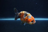 Juvenile Ranchu  Calico 3.5 Inch (ID#1213R9b-54) Free2Day SHIPPING