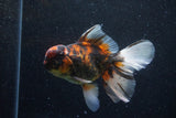 Thai Oranda  Calico 5 Inch (ID#1129To5b-98) Free2Day SHIPPING