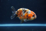 Juvenile Ranchu  Calico 3.5 Inch (ID#1213R9b-54) Free2Day SHIPPING