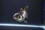 Juvenile Thai Oranda  Panda 3.5 Inch (ID#1105To13b-79) Free2Day SHIPPING