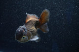 Short Body Thai Oranda  Panda 4 Inch (ID#1001To14b-111) Free2Day SHIPPING