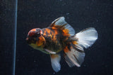 Thai Oranda  Calico 5 Inch (ID#1129To5b-98) Free2Day SHIPPING