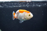 Baby Ranchu  Red White 2.5 Inch (ID#408R9c-27) Free2Day SHIPPING