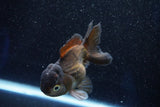 Short Body Thai Oranda  Panda 4 Inch (ID#1001To14b-111) Free2Day SHIPPING