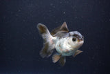 Juvenile Thai Oranda  Panda 3.5 Inch (ID#1105To13b-79) Free2Day SHIPPING