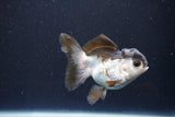 Juvenile Thai Oranda  Panda 3.5 Inch (ID#1105To13b-79) Free2Day SHIPPING