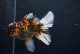 Thai Oranda  Calico 5 Inch (ID#1129To5b-98) Free2Day SHIPPING