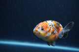 Juvenile Ranchu  Calico 3.5 Inch (ID#1213R9b-54) Free2Day SHIPPING