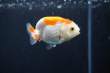 Baby Ranchu  Red White 2.5 Inch (ID#408R9c-27) Free2Day SHIPPING