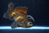 Short Body Thai Oranda  Panda 4 Inch (ID#1001To14b-111) Free2Day SHIPPING