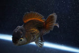 Short Body Thai Oranda  Panda 4 Inch (ID#1001To14b-111) Free2Day SHIPPING