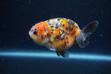 Juvenile Ranchu  Calico 3.5 Inch (ID#1213R9b-54) Free2Day SHIPPING