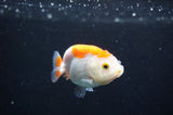 Baby Ranchu  Red White 2.5 Inch (ID#408R9c-27) Free2Day SHIPPING