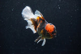 Thai Oranda  Calico 5 Inch (ID#1129To5b-98) Free2Day SHIPPING