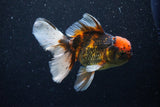 Thai Oranda  Calico 5 Inch (ID#1129To5b-98) Free2Day SHIPPING