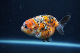 Juvenile Ranchu  Calico 3.5 Inch (ID#1213R9b-54) Free2Day SHIPPING