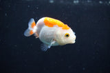 Baby Ranchu  Red White 2.5 Inch (ID#408R9c-27) Free2Day SHIPPING