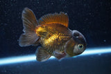 Short Body Thai Oranda  Panda 4 Inch (ID#1001To14b-111) Free2Day SHIPPING