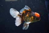 Thai Oranda  Calico 5 Inch (ID#1129To5b-98) Free2Day SHIPPING