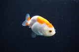 Baby Ranchu  Red White 2.5 Inch (ID#408R9c-27) Free2Day SHIPPING