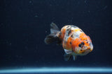 Juvenile Ranchu  Calico 3.5 Inch (ID#1213R9b-54) Free2Day SHIPPING