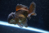 Short Body Thai Oranda  Panda 4 Inch (ID#1001To14b-111) Free2Day SHIPPING