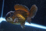 Short Body Thai Oranda  Panda 4 Inch (ID#1001To14b-111) Free2Day SHIPPING