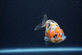 Juvenile Ranchu  Calico 3.5 Inch (ID#1213R9b-54) Free2Day SHIPPING