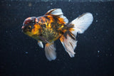 Thai Oranda  Calico 5 Inch (ID#1129To5b-98) Free2Day SHIPPING