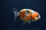 Juvenile Ranchu  Calico 3.5 Inch (ID#1213R9b-54) Free2Day SHIPPING