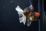 Thai Oranda  Calico 5 Inch (ID#1129To5b-98) Free2Day SHIPPING