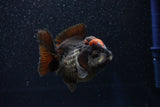 Short Body Thai Oranda  Tricolor 3 Inch (ID#1001To14b-60) Free2Day SHIPPING