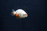 Baby Ranchu  Calico 2.5 Inch (ID#408R9c-28) Free2Day SHIPPING
