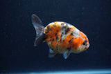 Juvenile Ranchu  Calico 3.5 Inch (ID#1213R9b-54) Free2Day SHIPPING