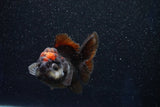 Short Body Thai Oranda  Tricolor 3 Inch (ID#1001To14b-60) Free2Day SHIPPING