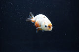 Baby Ranchu  Calico 2.5 Inch (ID#408R9c-28) Free2Day SHIPPING