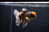 Thai Oranda  Calico 5 Inch (ID#1129To5b-98) Free2Day SHIPPING