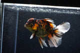 Thai Oranda  Calico 5 Inch (ID#1129To5b-98) Free2Day SHIPPING