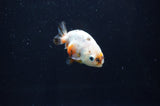 Baby Ranchu  Calico 2.5 Inch (ID#408R9c-28) Free2Day SHIPPING
