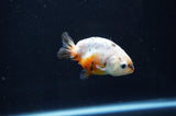 Baby Ranchu  Calico 2.5 Inch (ID#408R9c-28) Free2Day SHIPPING