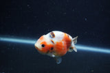 Juvenile Ranchu  Calico 3 Inch (ID#1213R9b-55) Free2Day SHIPPING