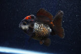 Short Body Thai Oranda  Tricolor 3 Inch (ID#1001To14b-60) Free2Day SHIPPING