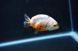Baby Ranchu  Calico 2.5 Inch (ID#408R9c-28) Free2Day SHIPPING