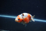 Juvenile Ranchu  Calico 3 Inch (ID#1213R9b-55) Free2Day SHIPPING