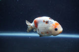 Juvenile Ranchu  Calico 3 Inch (ID#1213R9b-55) Free2Day SHIPPING