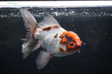 Thai Oranda  Tricolor 5 Inch (ID#228T5c-83) Free2Day SHIPPING