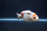 Juvenile Ranchu  Calico 3 Inch (ID#1213R9b-55) Free2Day SHIPPING