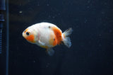 Baby Ranchu  Calico 2.5 Inch (ID#408R9c-28) Free2Day SHIPPING