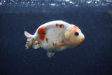 Juvenile Ranchu  Calico 3 Inch (ID#1213R9b-55) Free2Day SHIPPING